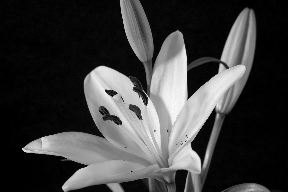 Lily